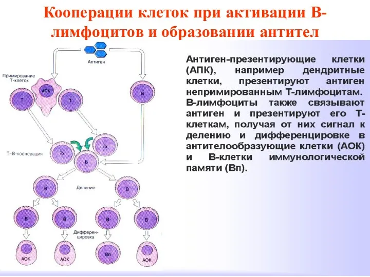 Кооперации клеток при активации В-лимфоцитов и образовании антител