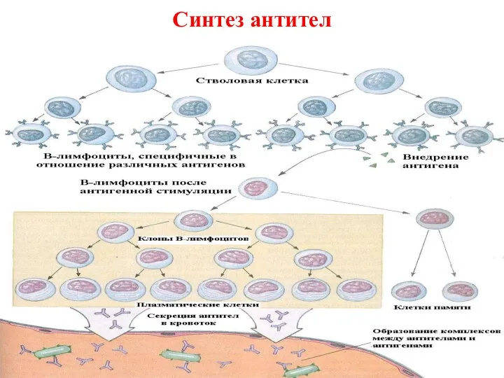 Синтез антител