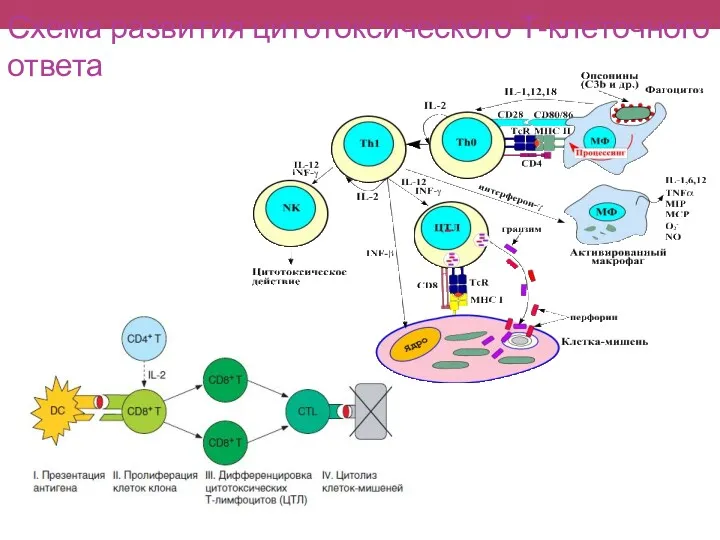 Схема развития цитотоксического Т-клеточного ответа