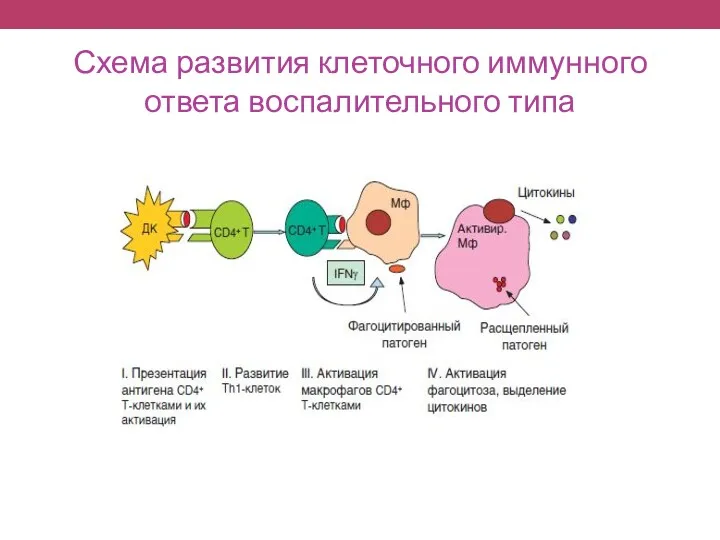 Схема развития клеточного иммунного ответа воспалительного типа
