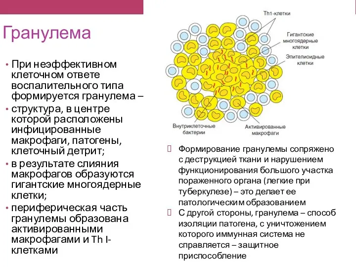 Гранулема При неэффективном клеточном ответе воспалительного типа формируется гранулема –