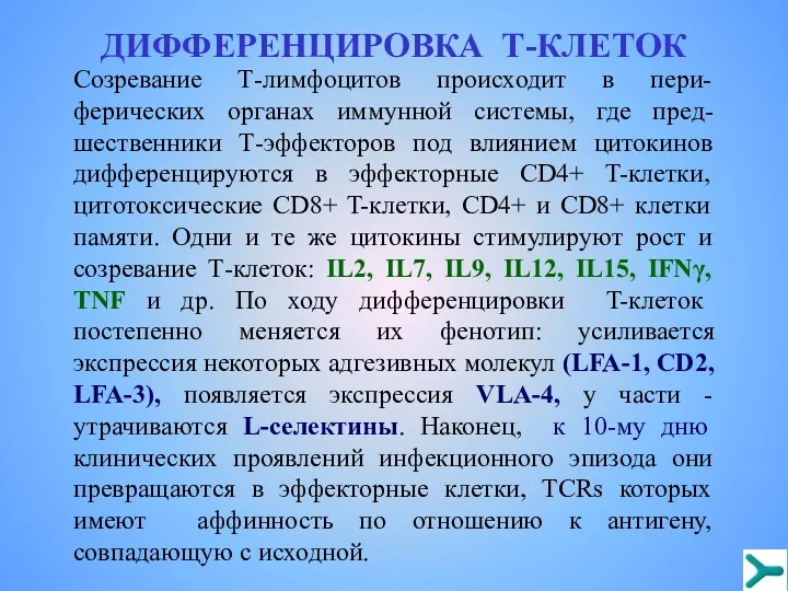 ДИФФЕРЕНЦИРОВКА Т-КЛЕТОК Созревание Т-лимфоцитов происходит в пери-ферических органах иммунной системы, где пред-шественники Т-эффекторов