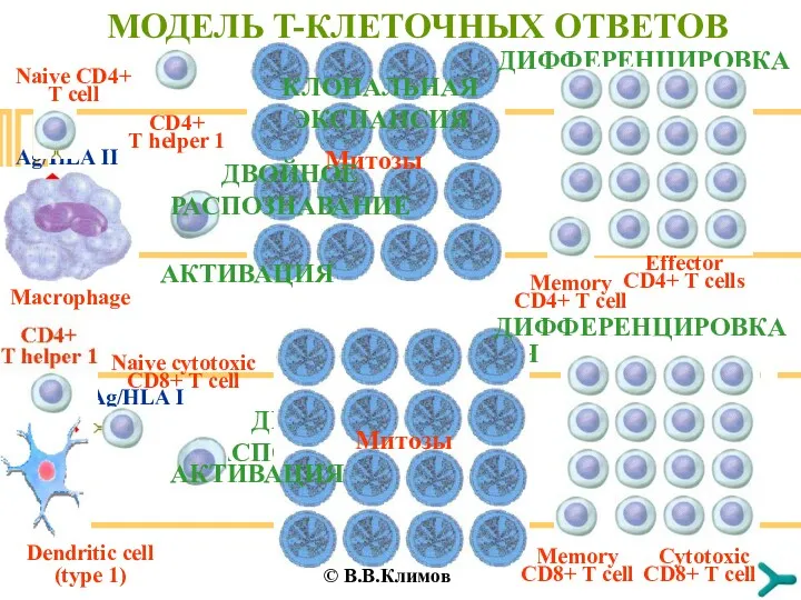 КЛОНАЛЬНАЯ ЭКСПАНСИЯ МОДЕЛЬ T-КЛЕТОЧНЫХ ОТВЕТОВ Macrophage Naive CD4+ T cell CD4+ T helper