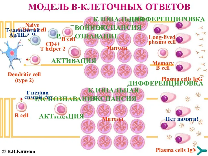 МОДЕЛЬ B-КЛЕТОЧНЫХ ОТВЕТОВ B cell РАСПОЗНАВАНИЕ AКТИВАЦИЯ КЛОНАЛЬНАЯ ЭКСПАНСИЯ Dendritic cell (type 2)
