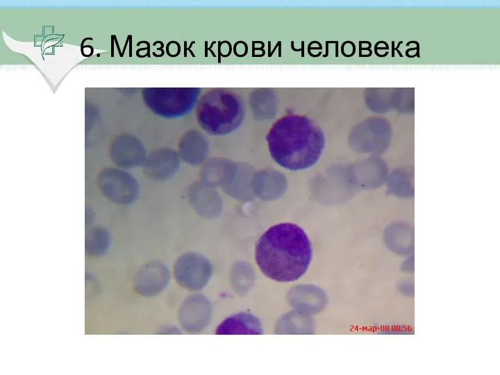 6. Мазок крови человека