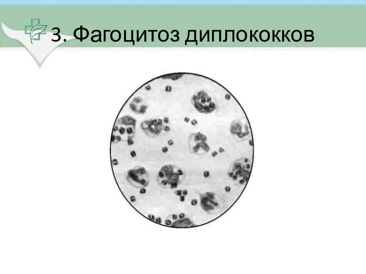 3. Фагоцитоз диплококков