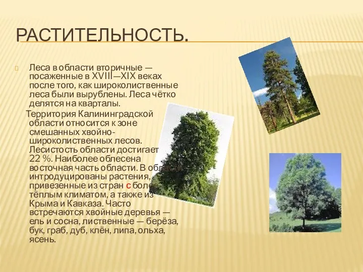 РАСТИТЕЛЬНОСТЬ. Леса в области вторичные — посаженные в XVIII—XIX веках после того, как