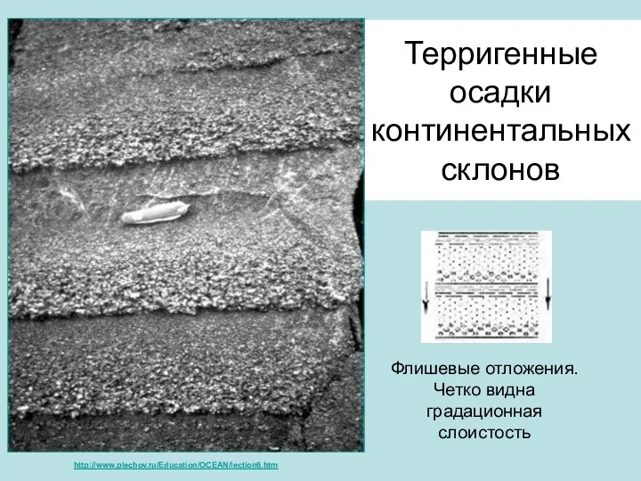 Терригенные осадки континентальных склонов Флишевые отложения. Четко видна градационная слоистость http://www.plechov.ru/Education/OCEAN/lection6.htm