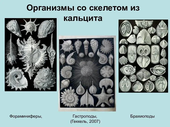 Организмы со скелетом из кальцита Фораминиферы, Гастроподы, Брахиоподы (Геккель, 2007)