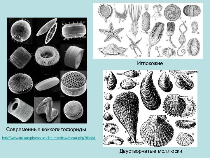 Современные кокколитофориды http://www.militaryphotos.net/forums/showthread.php?95551 Иглокожие Двустворчатые моллюски