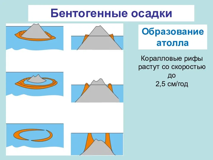 Бентогенные осадки Коралловые рифы растут со скоростью до 2,5 см/год Образование атолла