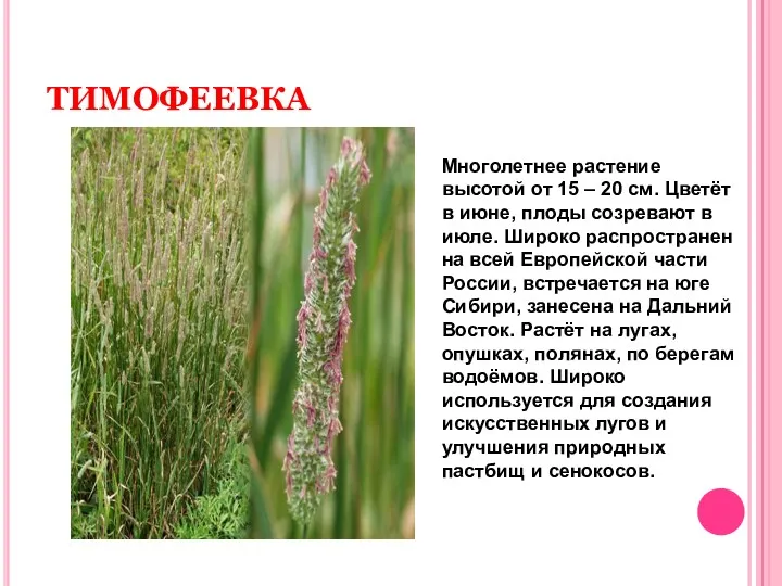 ТИМОФЕЕВКА Многолетнее растение высотой от 15 – 20 см. Цветёт в июне, плоды
