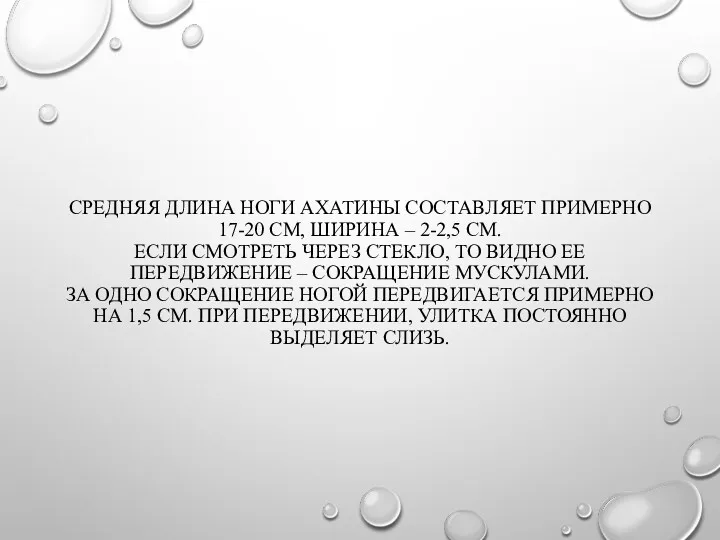 СРЕДНЯЯ ДЛИНА НОГИ АХАТИНЫ СОСТАВЛЯЕТ ПРИМЕРНО 17-20 СМ, ШИРИНА –