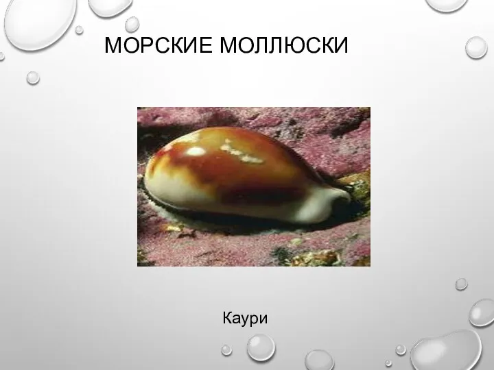 МОРСКИЕ МОЛЛЮСКИ Каури