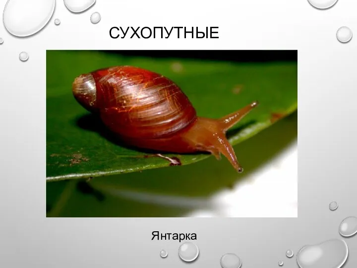 СУХОПУТНЫЕ Янтарка