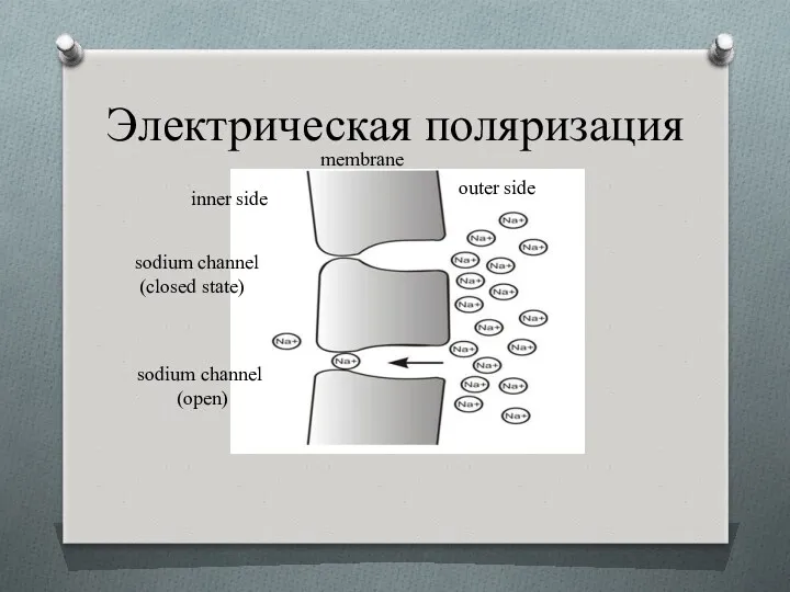 Электрическая поляризация outer side membrane inner side sodium channel (closed state) sodium channel (open)