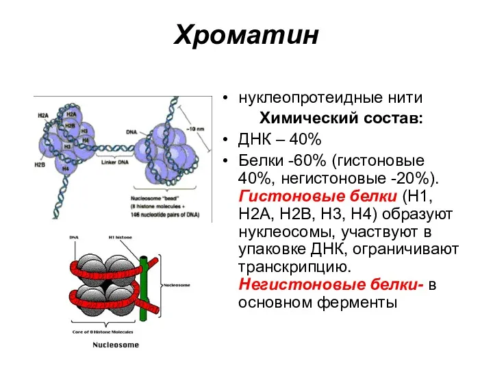 Хроматин нуклеопротеидные нити Химический состав: ДНК – 40% Белки -60%