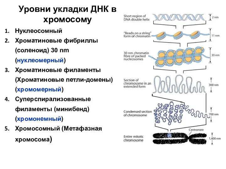 Уровни укладки ДНК в хромосому Нуклеосомный Хроматиновые фибриллы (соленоид) 30