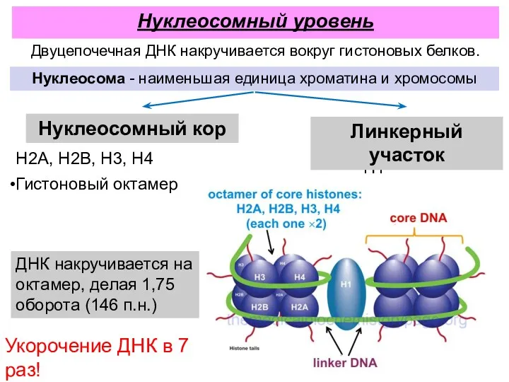 H1 Нуклеосома - наименьшая единица хроматина и хромосомы Нуклеосомный кор