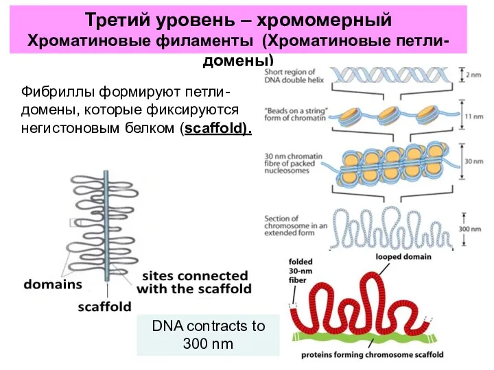 Третий уровень – хромомерный Хроматиновые филаменты (Хроматиновые петли-домены) Фибриллы формируют