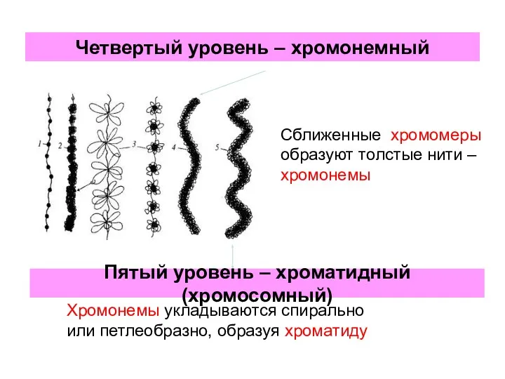 Четвертый уровень – хромонемный Сближенные хромомеры образуют толстые нити –