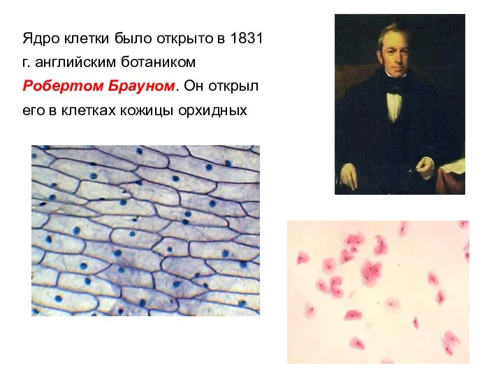 Ядро клетки было открыто в 1831 г. английским ботаником Робертом