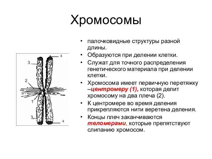 Хромосомы палочковидные структуры разной длины. Образуются при делении клетки. Служат