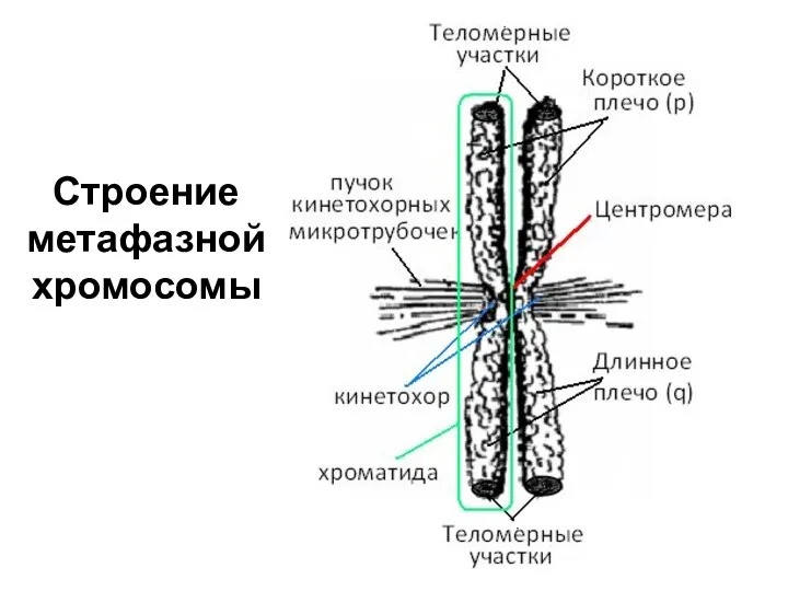 Строение метафазной хромосомы
