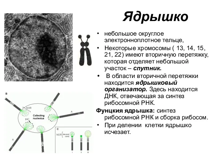 Ядрышко небольшое округлое электронноплотное тельце, Некоторые хромосомы ( 13, 14,
