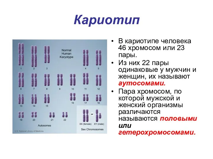 Кариотип В кариотипе человека 46 хромосом или 23 пары. Из