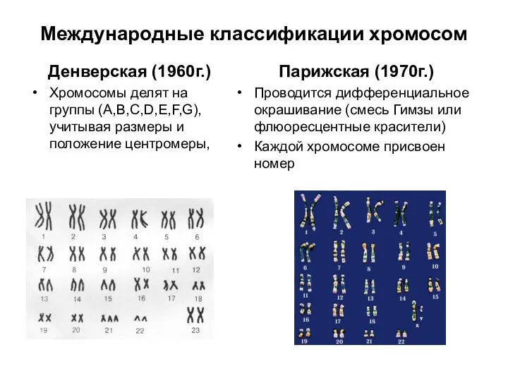 Международные классификации хромосом Денверская (1960г.) Хромосомы делят на группы (A,B,C,D,E,F,G),учитывая