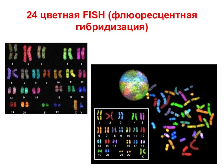 24 цветная FISH (флюоресцентная гибридизация)