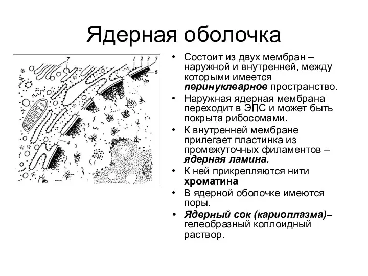 Ядерная оболочка Состоит из двух мембран – наружной и внутренней,