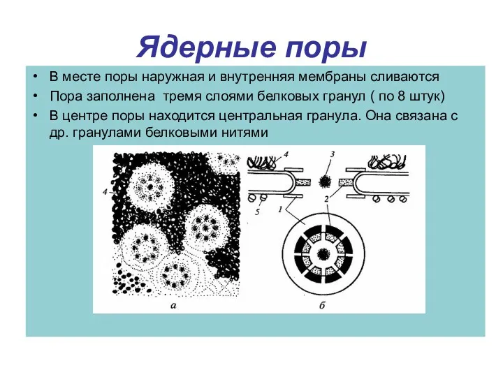 Ядерные поры В месте поры наружная и внутренняя мембраны сливаются