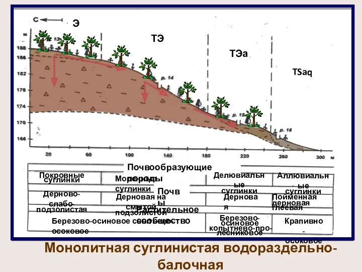 Почвообразующие породы Покровные суглинки Моренные суглинки Делювиальные суглинки Аллювиальные суглинки