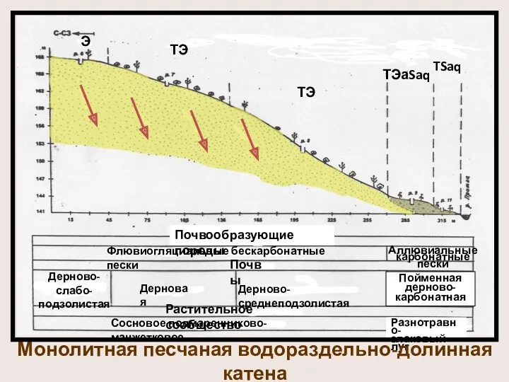 Э ТЭ ТЭ ТЭаSaq TSaq Почвообразующие породы Флювиогляциальные бескарбонатные пески