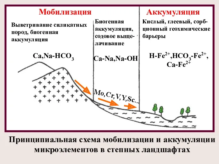 Мобилизация Аккумуляция Выветривание силикатных пород, биогенная аккумуляция Биогенная аккумуляция, содовое