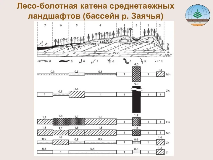 Лесо-болотная катена среднетаежных ландшафтов (бассейн р. Заячья)