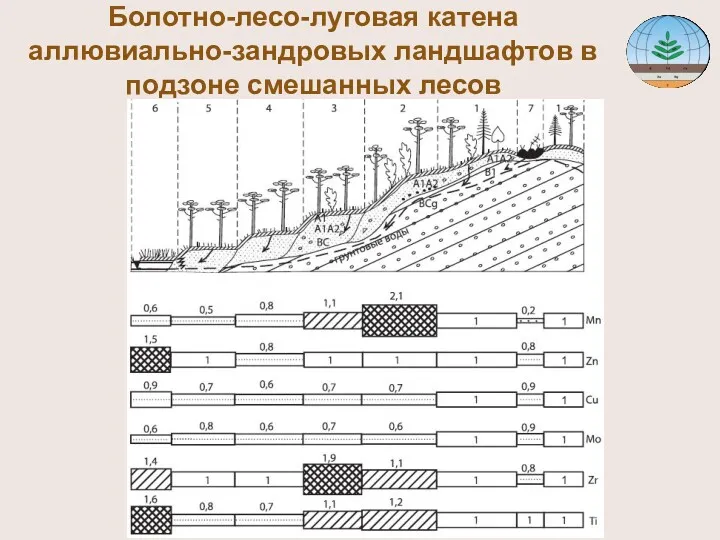 Болотно-лесо-луговая катена аллювиально-зандровых ландшафтов в подзоне смешанных лесов