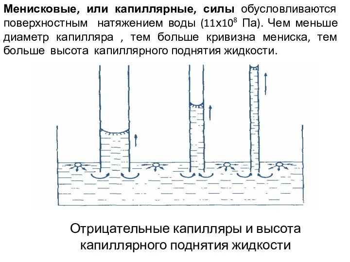 Менисковые, или капиллярные, силы обусловливаются поверхностным натяжением воды (11х108 Па).