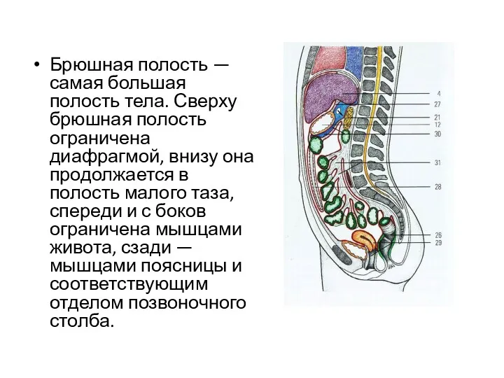 Брюшная полость — самая большая полость тела. Сверху брюшная полость