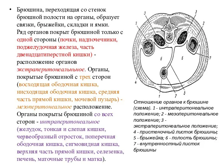 Брюшина, переходящая со стенок брюшной полости на органы, образует связки,