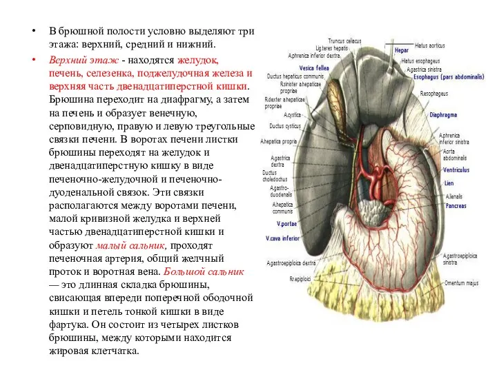 В брюшной полости условно выделяют три этажа: верхний, средний и