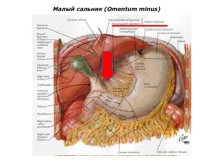 Малый сальник (Omentum minus)