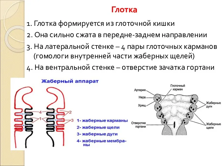 Глотка 1. Глотка формируется из глоточной кишки 2. Она сильно