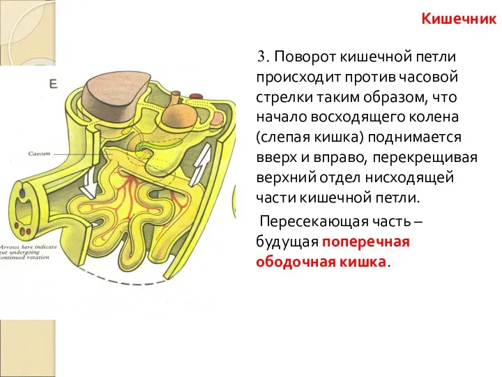 3. Поворот кишечной петли происходит против часовой стрелки таким образом,