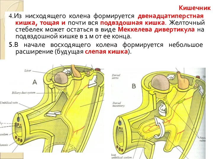 4.Из нисходящего колена формируется двенадцатиперстная кишка, тощая и почти вся