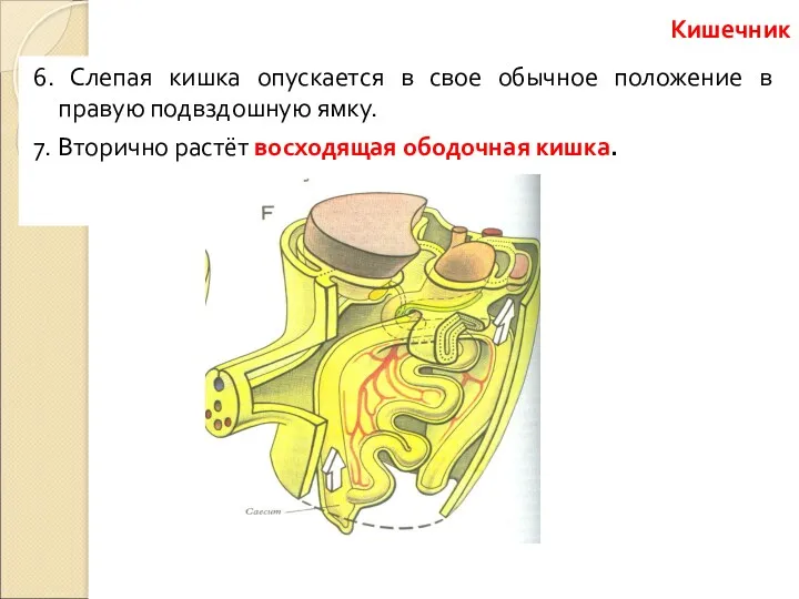 6. Слепая кишка опускается в свое обычное положение в правую