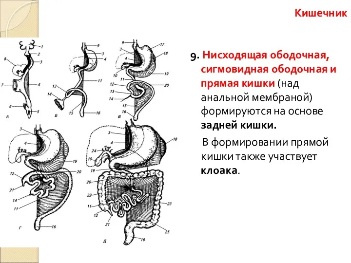 9. Нисходящая ободочная, сигмовидная ободочная и прямая кишки (над анальной