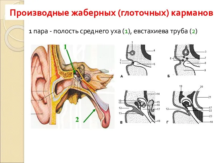 Производные жаберных (глоточных) карманов 1 пара - полость среднего уха (1), евстахиева труба (2)